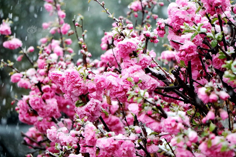 《我行讓我來(lái)》by醬子貝百度云