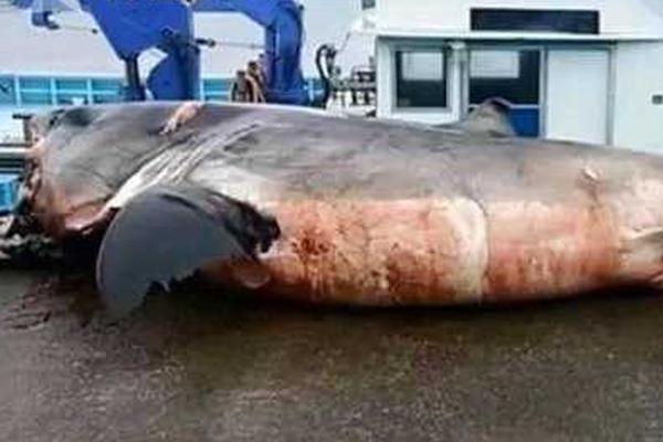 掌中囚寵(強取豪奪)by小企鵝沖擊波