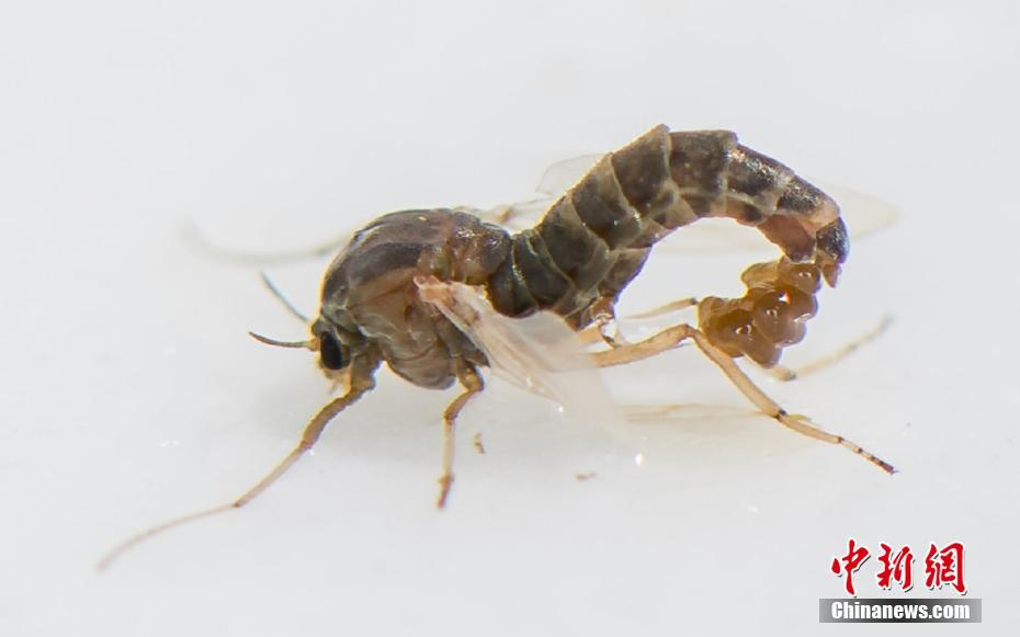 本不風(fēng)流by二飛txt百度云