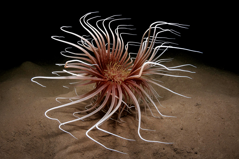 啄木鳥小說txt百度網盤