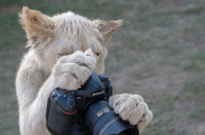 《美學公式》(推文)作者 空菊