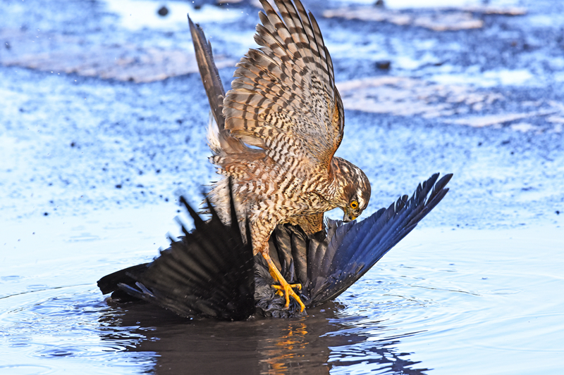 倒霉的直男by原始的價值