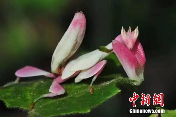 hp大難不死的魔王 上