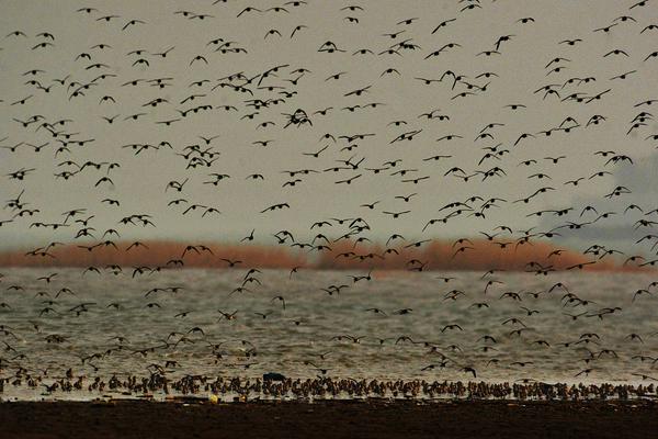 走狗by卡比丘廣播劇