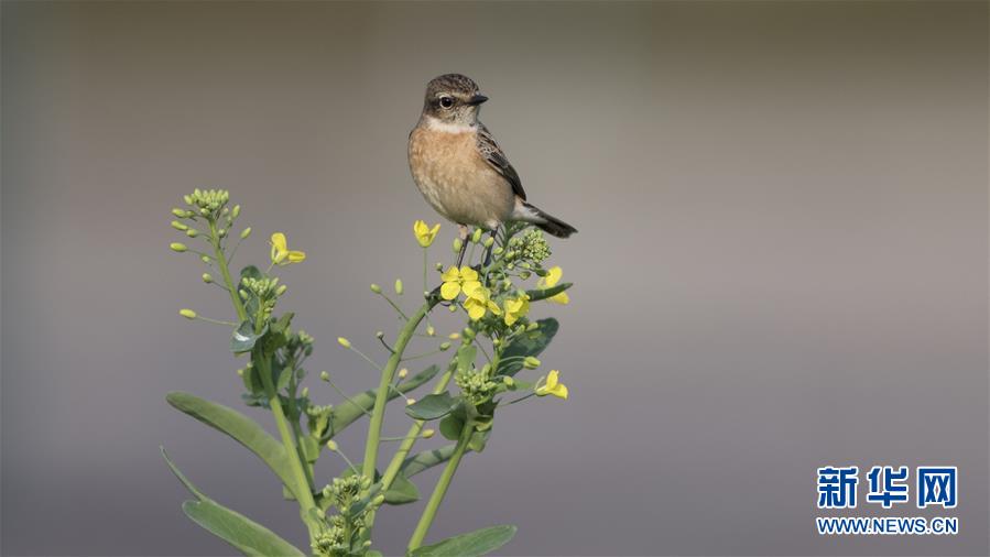 暗衛(wèi)營(yíng)大型hpn錦第13集