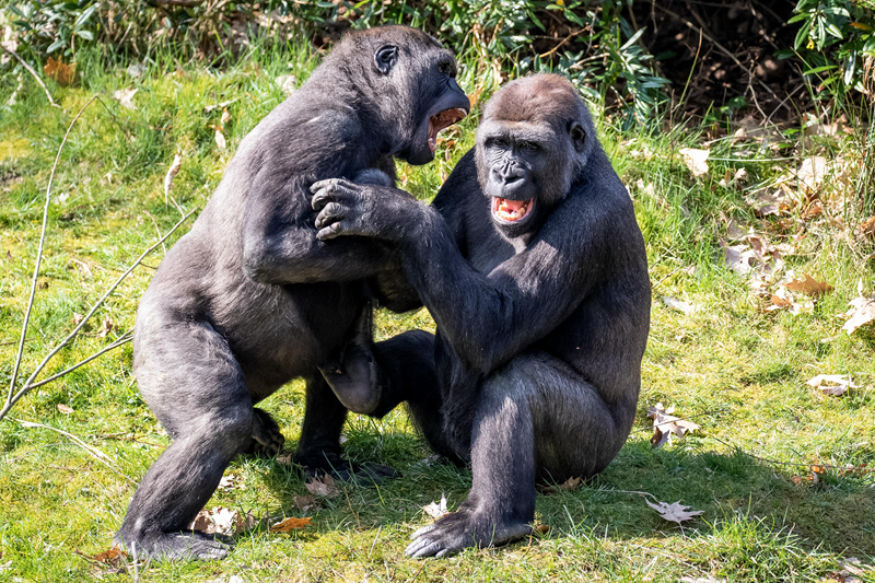 病秧子小孕夫by全文免費閱讀