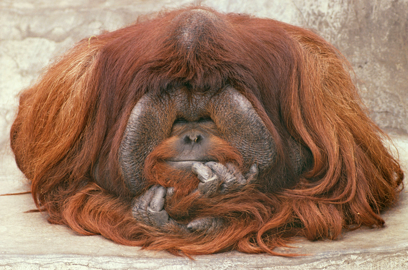 穿越修仙師徒1v2小說