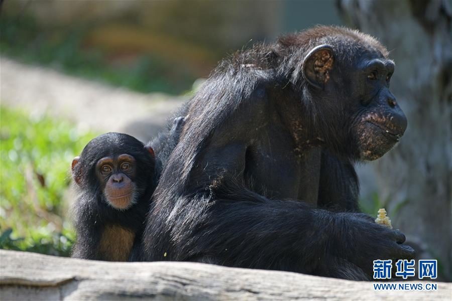 hpv18可以自愈嗎